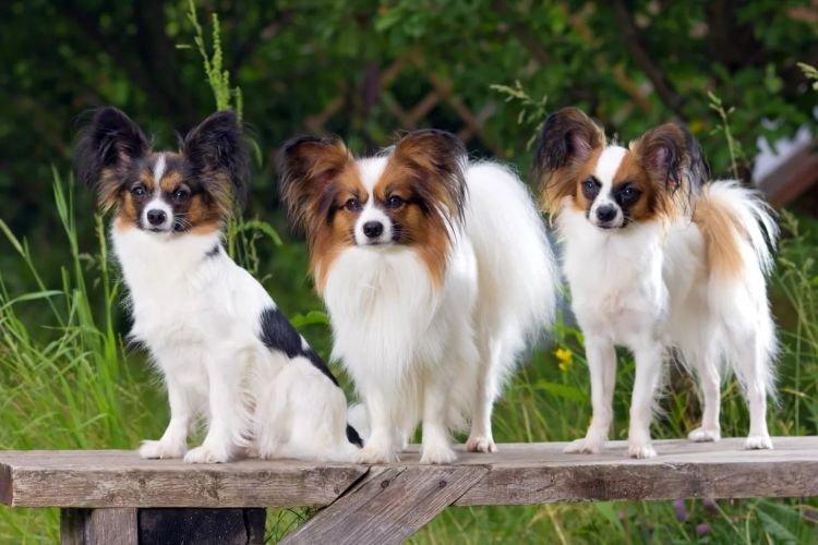 Papillon - Les races de chiens les plus intelligentes