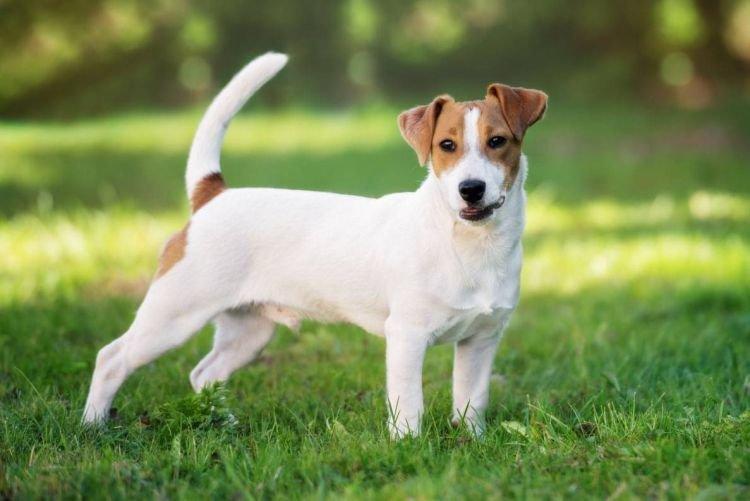 Jack Russell Terrier - Les races de chiens les plus intelligentes