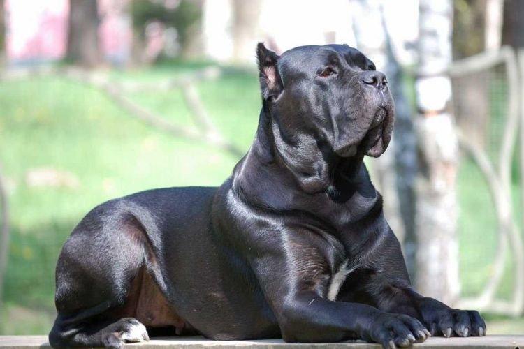Cane Corso - Les races de chiens les plus intelligentes