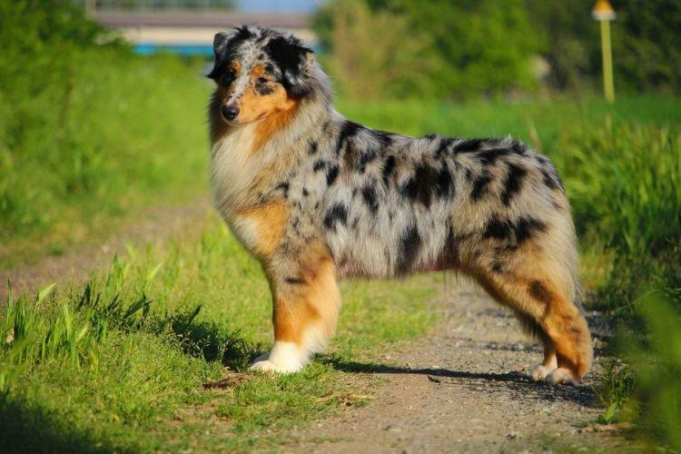 Berger Australien - Les races de chiens les plus intelligentes