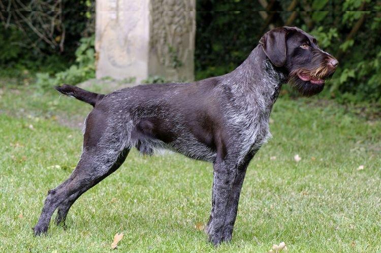 Drathaar - Les races de chiens les plus intelligentes