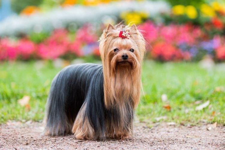 Yorkshire Terrier - Les races de chiens les plus intelligentes