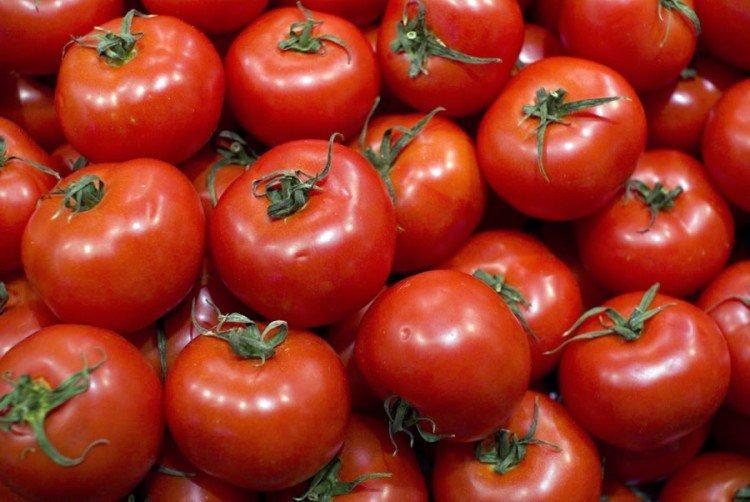 Rechercher - Variétés de tomates à haut rendement pour serre
