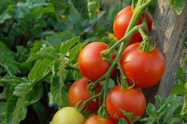 Intuition - Variétés de tomates d'extérieur à haut rendement