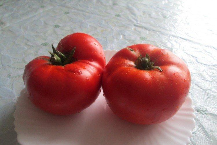 Tamara - Les variétés de tomates les plus productives de la région de Moscou