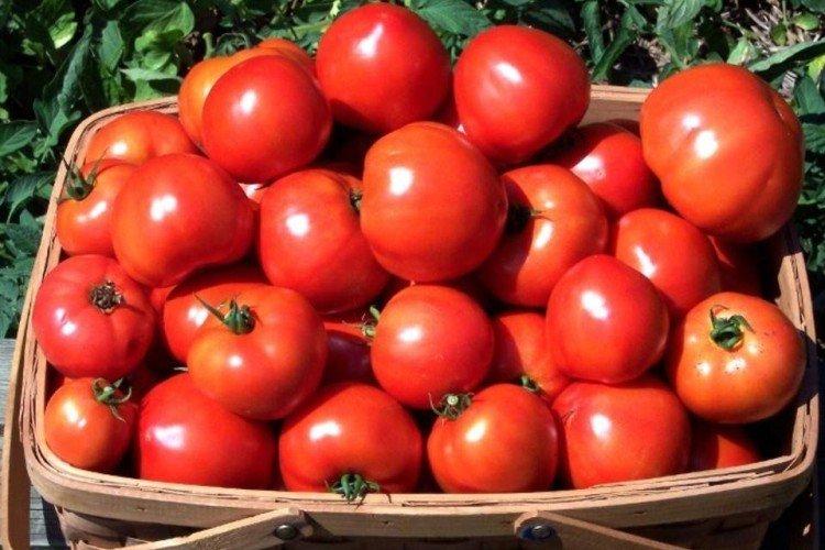 Samara - Les variétés de tomates les plus productives de l'Oural