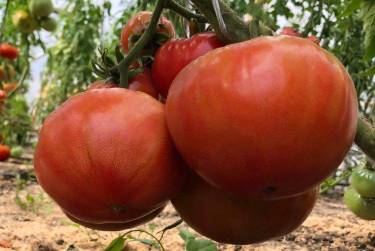 Biysk rose - Les variétés de tomates les plus productives de l'Oural