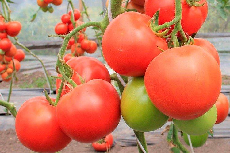 Kostroma - Les variétés de tomates les plus productives de Sibérie