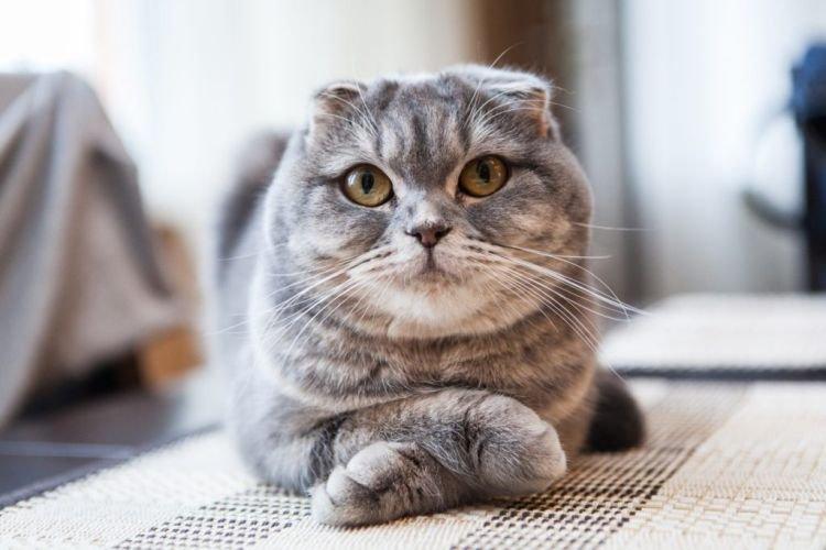 Santé - Chats Scottish Fold
