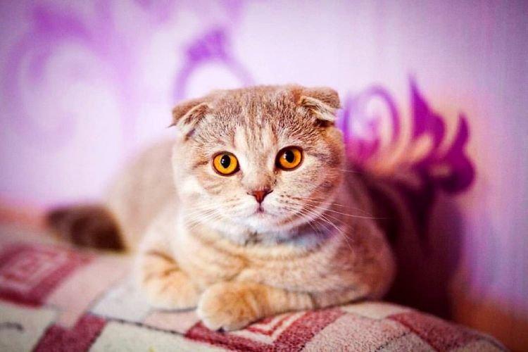 Personnage - Chats Scottish Fold