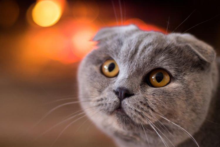Dressage - Chats Scottish Fold