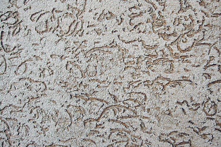 Propriétés et caractéristiques - Le scolyte du plâtre