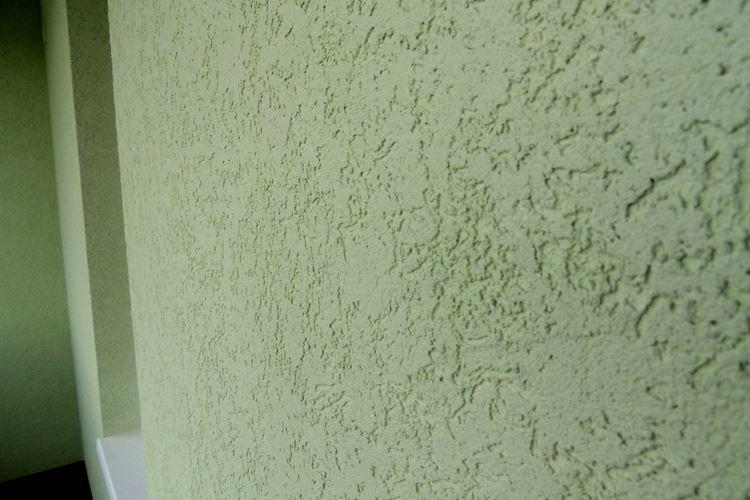 Coléoptère du plâtre à l'intérieur - photos et idées