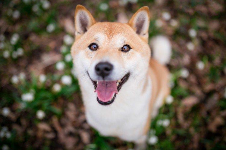 Description générale de la race - Shiba Inu
