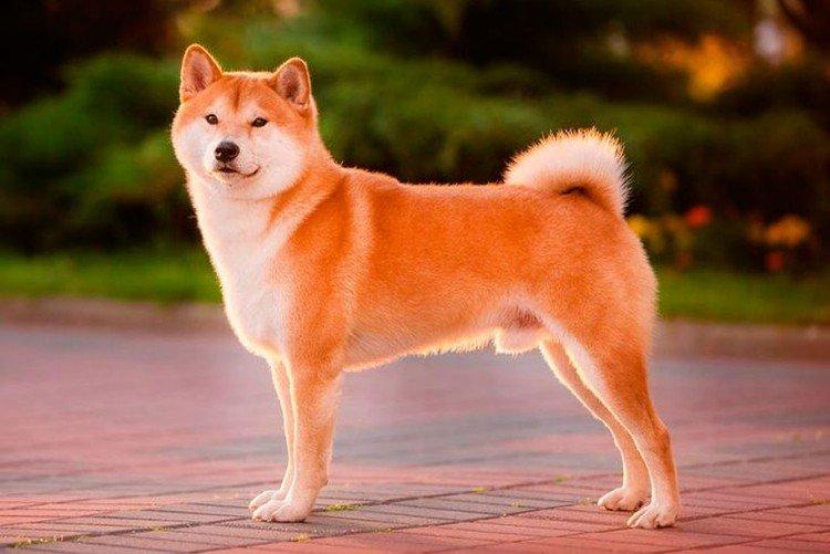 Standard de race - Shiba Inu