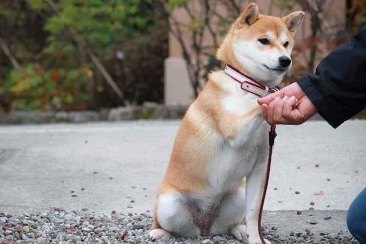 Attitude envers le propriétaire - La nature du Shiba Inu