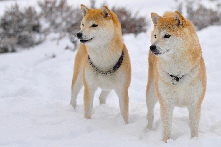 Marcher - Prendre soin du Shiba Inu