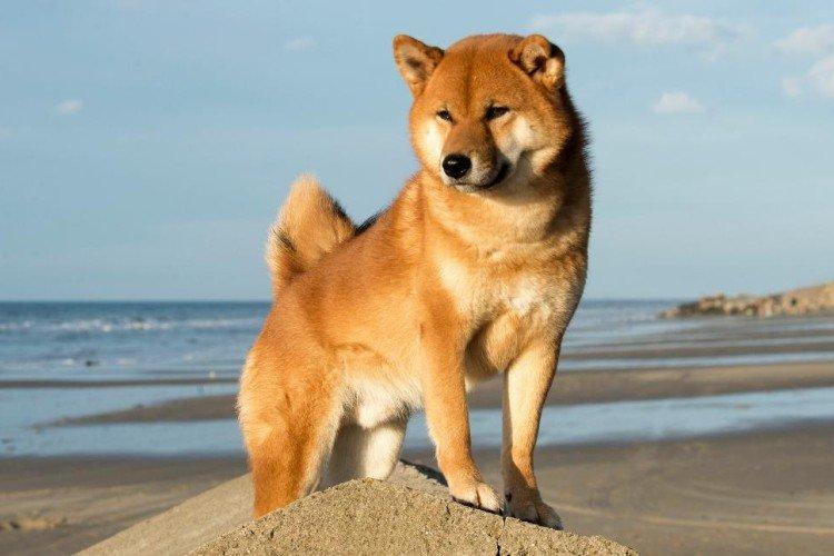 Shiba inu - photo