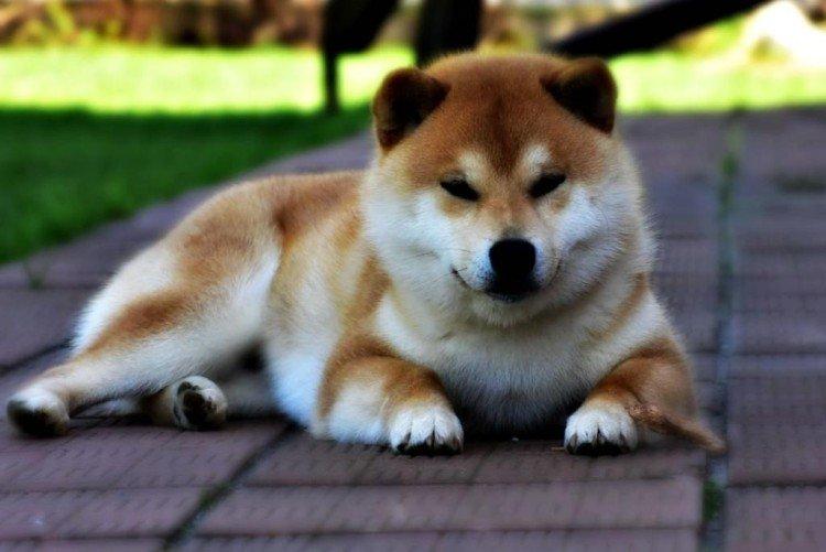 Shiba inu - photo