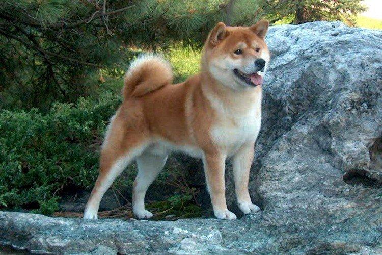 Shiba inu - photo