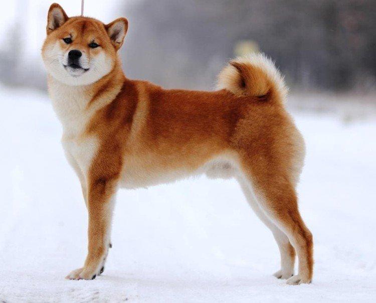 Shiba inu - photo