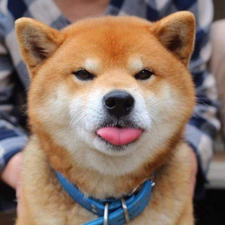 Shiba inu - photo