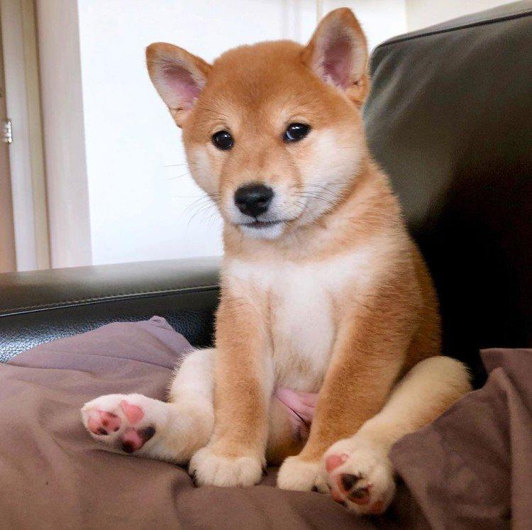 Shiba inu - photo