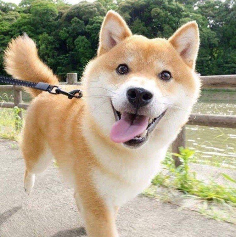 Shiba inu - photo