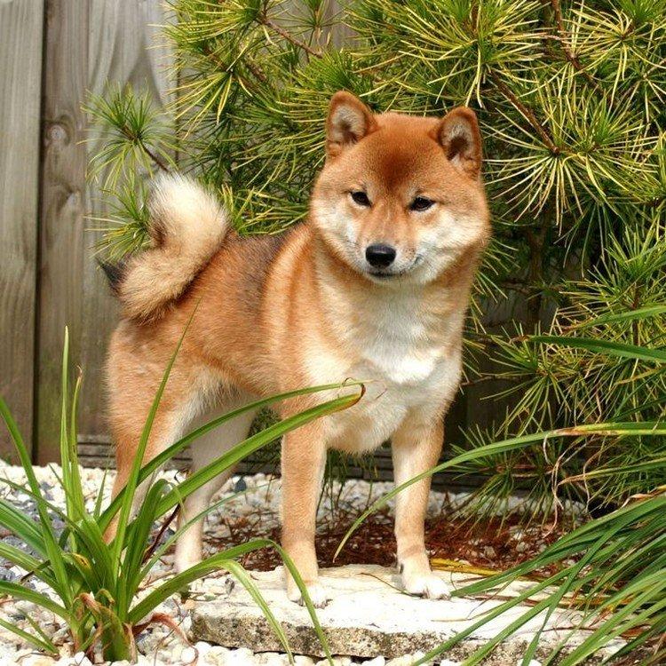 Shiba inu - photo