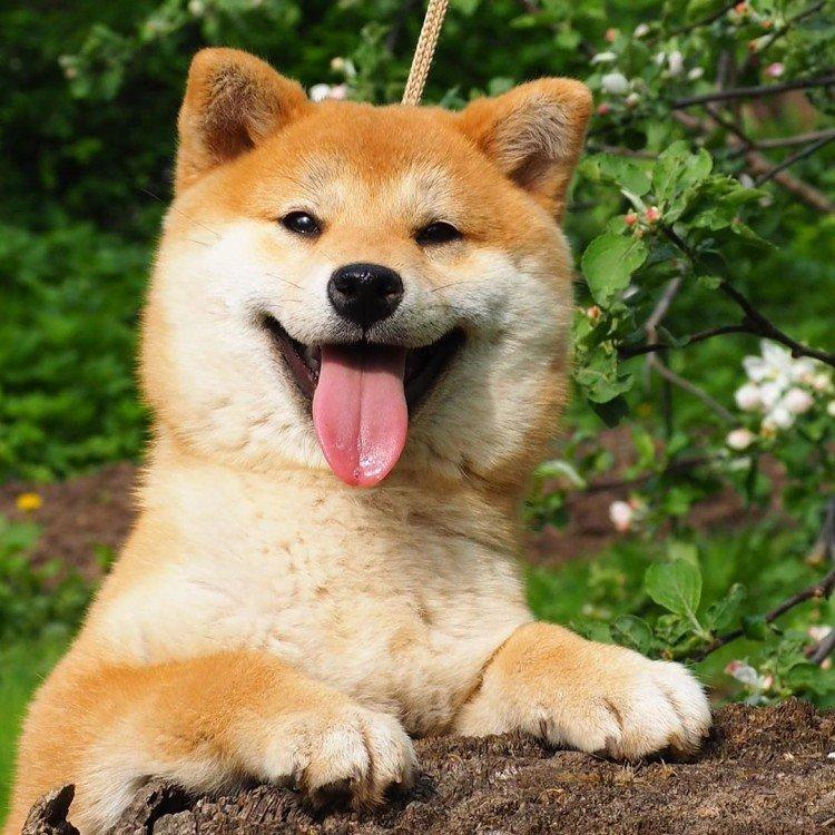 Shiba inu - photo