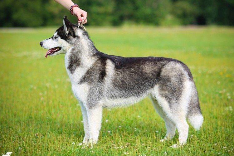 Husky de Sibérie - standard de la race