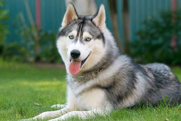 Caractéristiques et tempérament - La nature du Husky de Sibérie