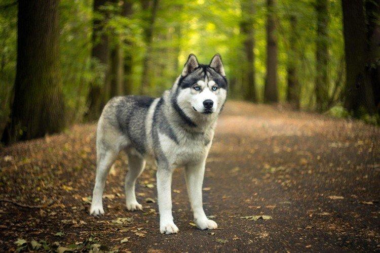 Attitude envers le propriétaire - La nature du Husky de Sibérie