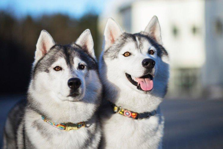 Relations avec les autres animaux - La nature du Husky de Sibérie