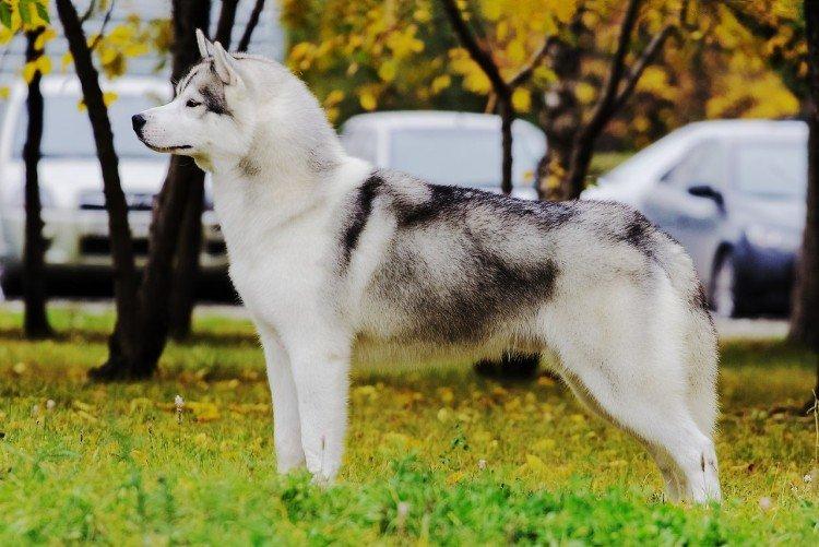 Éducation et formation - Husky Care