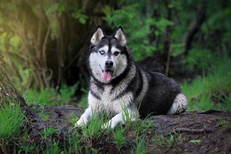 Santé et maladies de la race - Husky de Sibérie