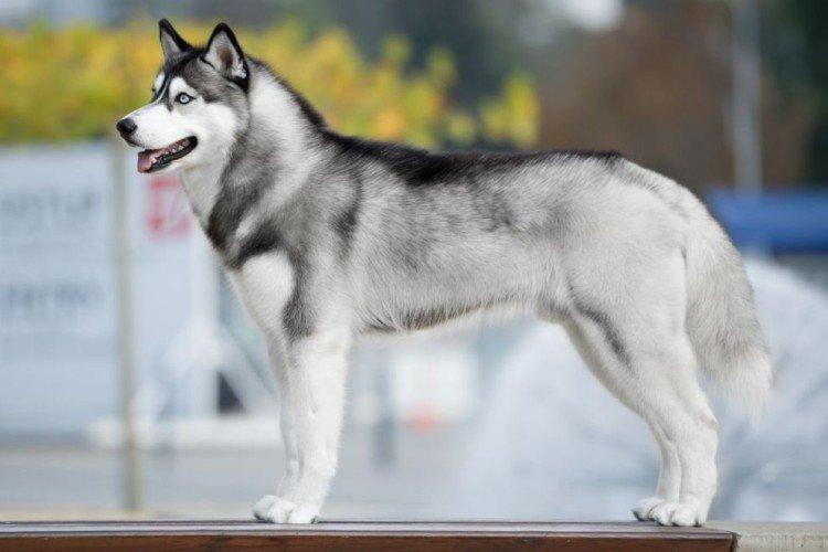 photo de husky sibérien