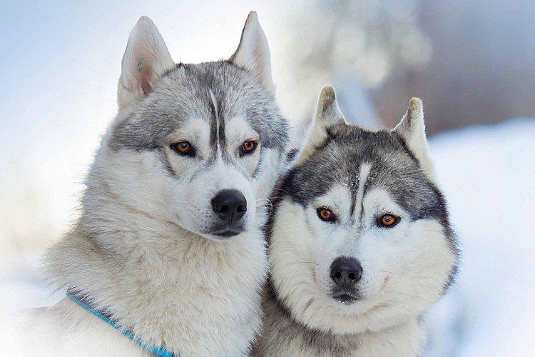 photo de husky sibérien