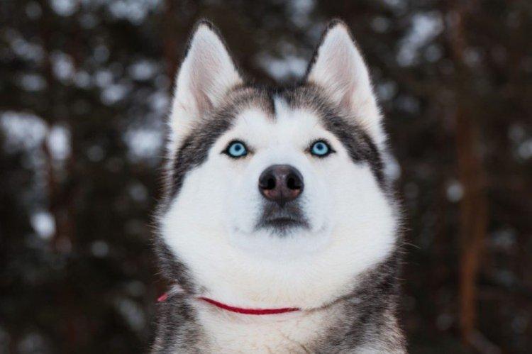 photo de husky sibérien