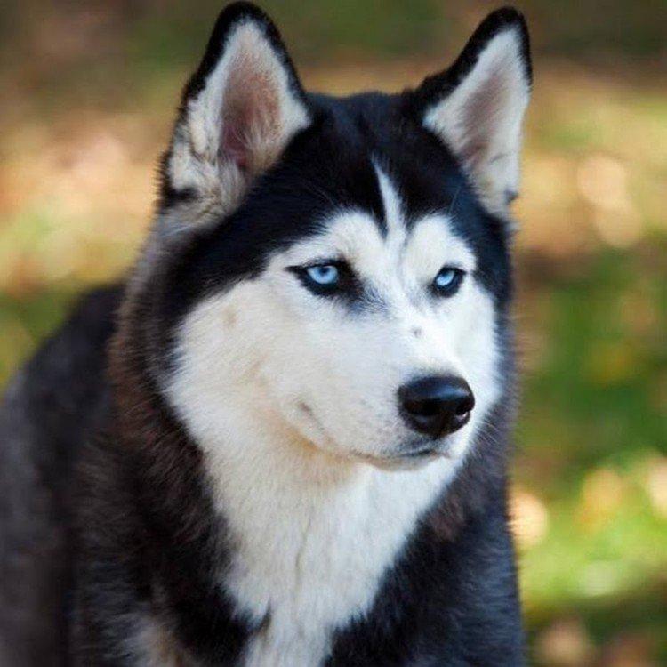 photo de husky sibérien