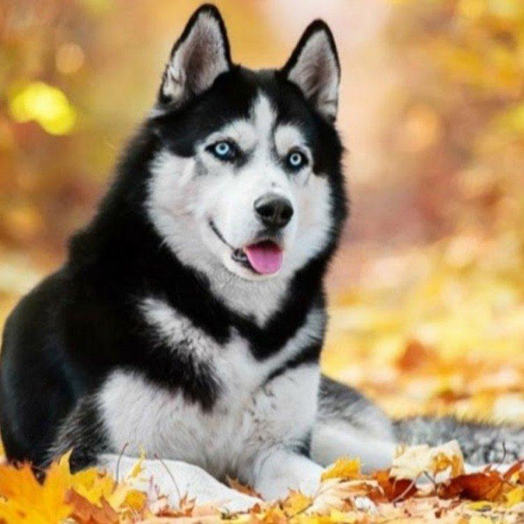 photo de husky sibérien