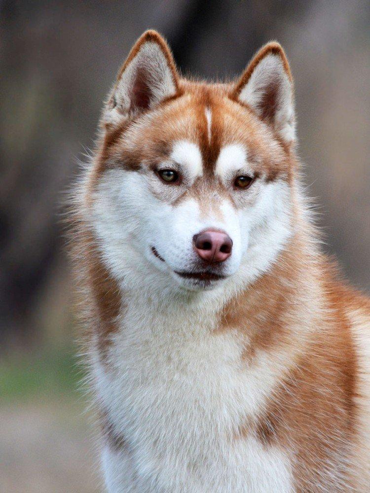 photo de husky sibérien