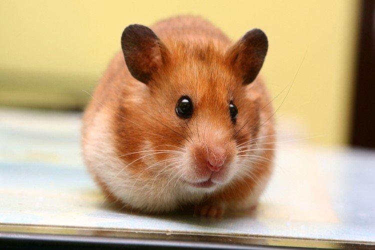 Contrôle vétérinaire - Combien de temps vivent les hamsters