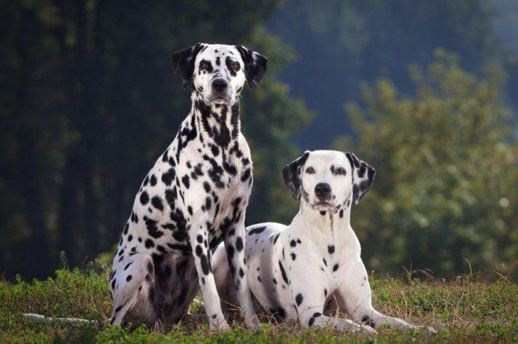Santé - Combien de temps vivent les chiens ?