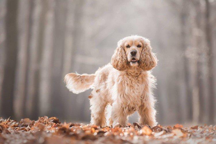 Contrôle vétérinaire - Combien de temps vivent les chiens ?