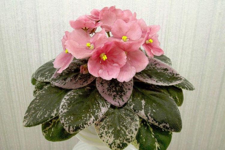 Variété de violettes Soleil brûlant