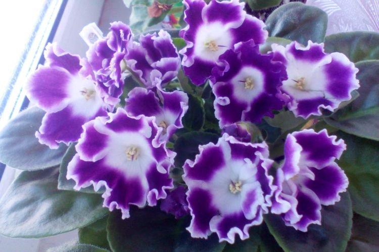 Dessert de myrtille variété violette