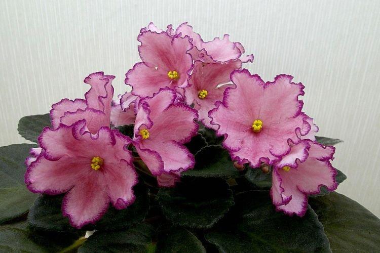 Le sourire de Violet Austin