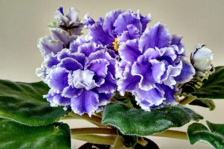 Variété de violettes Première beauté