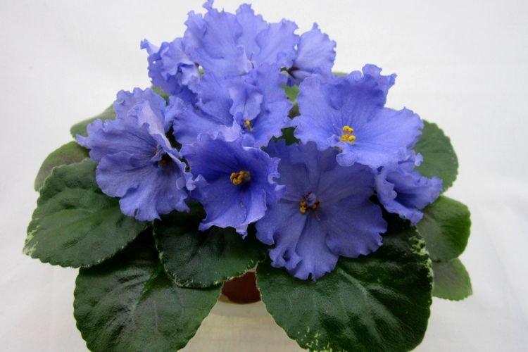 Variété de violettes Admiral